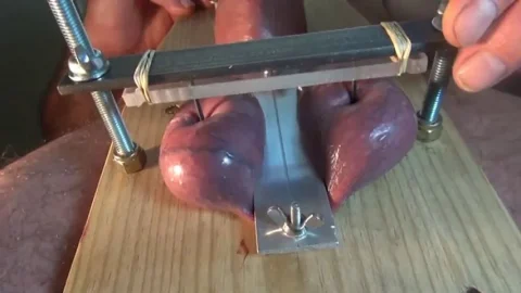 Balls Nailed – Masochism, CBT | PenisCrush.com
